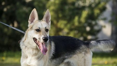 Metis shepherds and huskies: description, character and content