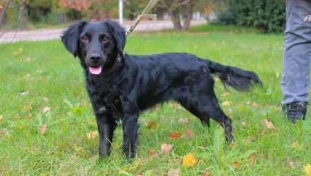 Metis spaniel: types and features of content