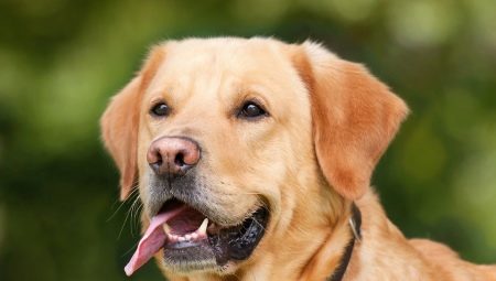 Mestizos Labrador: what are there and how to choose them?