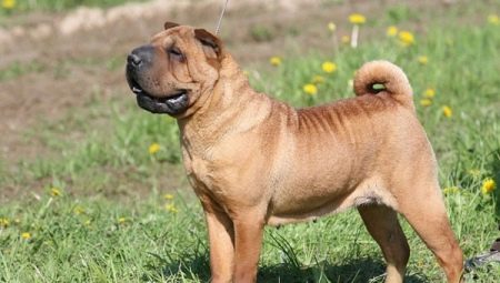 Shar Pei mestizo: types and maintenance of dogs