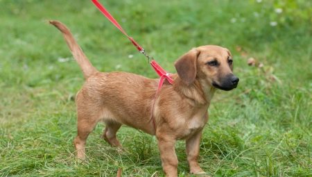Metis dachshunds: characteristics of popular hybrids and features of caring for them