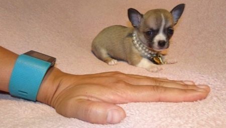 Micro chihuahuas: what do dogs look like and how to keep them?