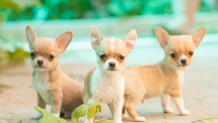 Mini Chihuahuas: what do dogs look like and how to keep them?