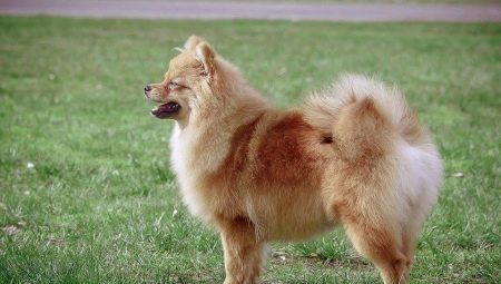 Mittelspitz: what does he look like and how to care for him?
