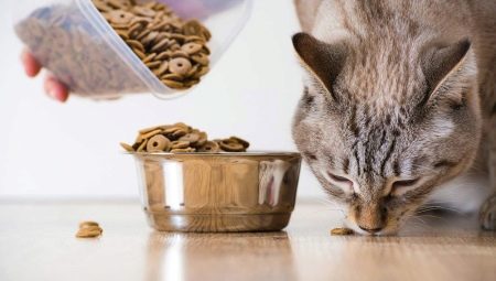 Can cats feed dog food?