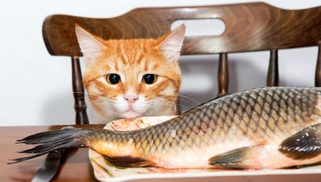 Can cats be fed with fish and what are the restrictions?