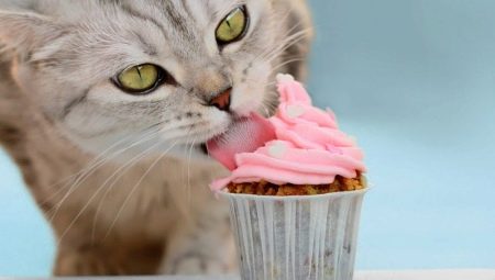 Can cats eat sweets and why?