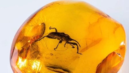 Insectes et animaux en ambre