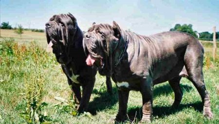 Neapolitan Mastiff: περιγραφή και συστάσεις για το περιεχόμενο