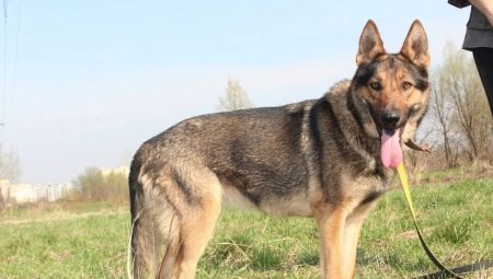 German shepherd dogs of a zonal color: types and nuances of content