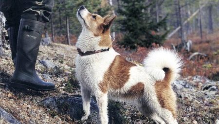 Norrbotten Spitz: features, character and rules of care
