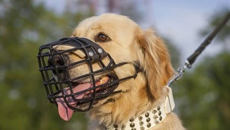 拉布拉多犬需要槍口嗎?如何選擇?