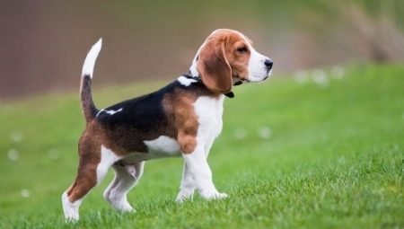 The nuances of raising and training a beagle