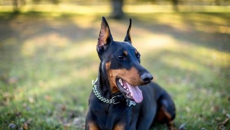 Is it necessary to dock the ears and tail of a Doberman, or can you leave it uncropped?