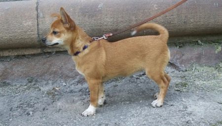 Chihuahua mestizo review