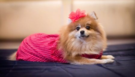 Vêtements pour un Spitz: variétés et conseils pour choisir