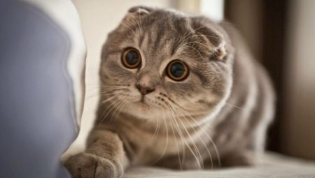 The color of the Scottish Fold cats
