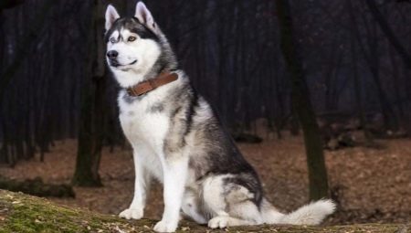Husky dog colors