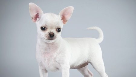 Description and content of the white chihuahua