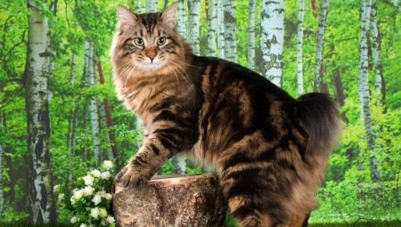 Description and maintenance of Kurilian Bobtail cats