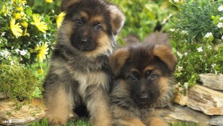 Description et entretien d'un chiot berger allemand en 1 mois
