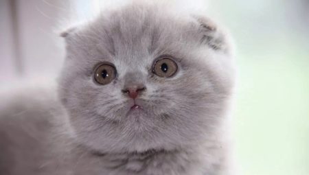 Description and breeding of Scottish cats of lilac color