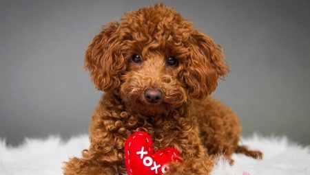 Description of breeds of curly dogs and their content
