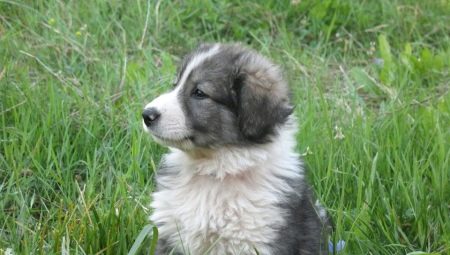 Description of the Romanian Shepherd Dogs, their nature and content