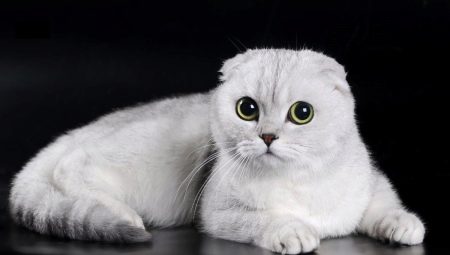 Caractéristiques des chats écossais à plis blancs