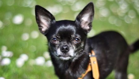 Features of a black Chihuahua