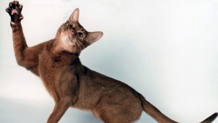 Features of the character and behavior of cats