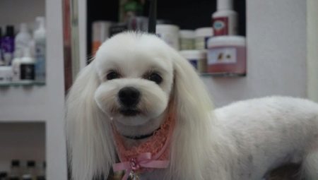 Features and types of haircuts of the Maltese lapdog