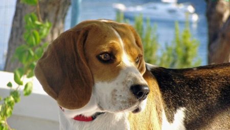 Features of keeping a beagle in an apartment