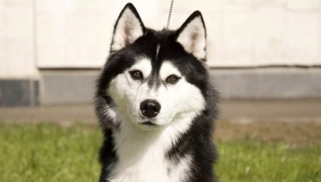 Features of keeping a husky in an apartment