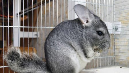 Features of keeping chinchilla at home
