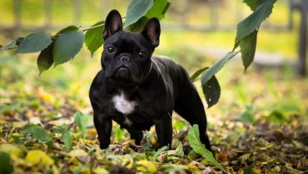 Features of caring for a French bulldog