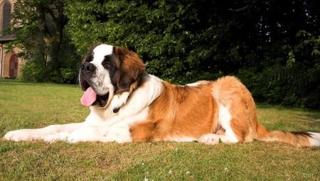 Differences between breeds Moscow Watchdog and St. Bernard