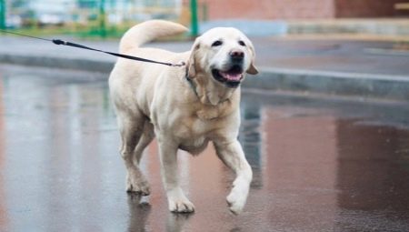Fawn labrador: description, content and choice of name