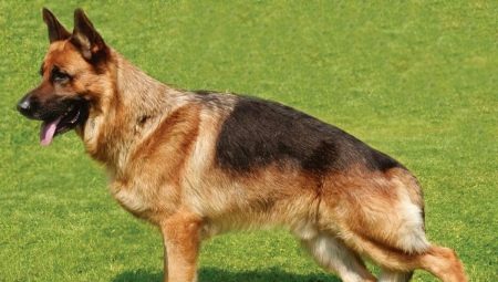 German Shepherd parameters: weight and height by month