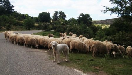 Herding dogs: origin, description and tips for choosing