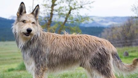 Picardy shepherd dogs: description of the breed and conditions of keeping dogs