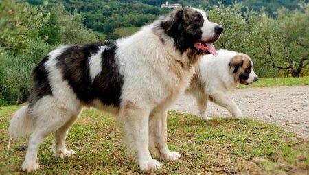 Pyrenean Mastiff: Bu cins nedir ve bakımı nasıl yapılır?