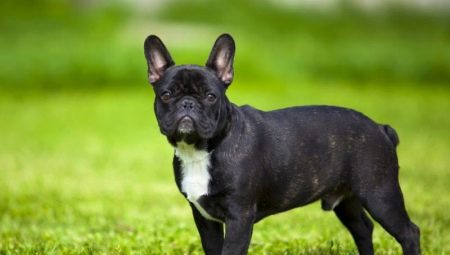 Pros and cons of French Bulldog breed