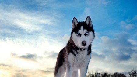 Pros and cons of husky dog breeds