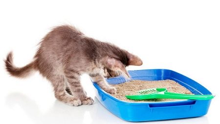 Why did the cat stop going to the litter box and how to fix the situation?