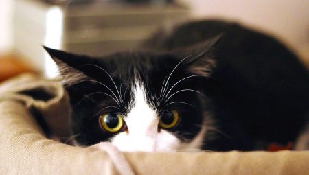 Why are cats afraid of a vacuum cleaner?