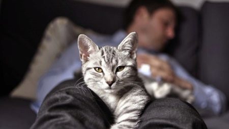 Pourquoi les chats dorment-ils aux pieds du propriétaire ?