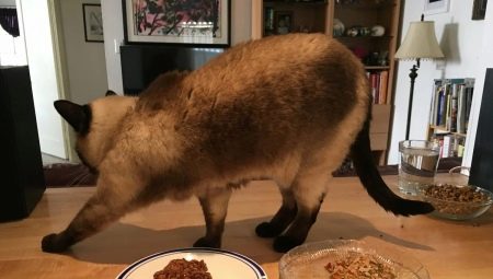 Pourquoi les chats enterrent-ils la nourriture ?