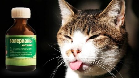 Why do cats love valerian and can you give it?