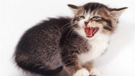 Pourquoi le chat siffle-t-il et que doit faire le propriétaire ?